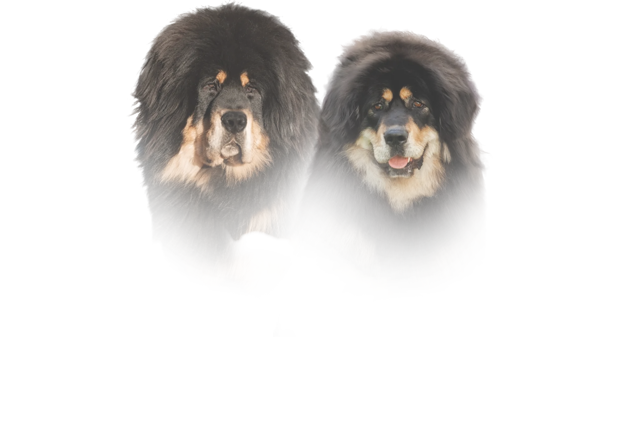 DZHOZIAS MARCUS × ANGEL TIBETA ZVEZDA