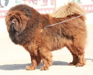 Al Of Jong Cherng Tibetan Mastif Kennel (Chinese)