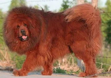 Binli Of East Magic Kennel