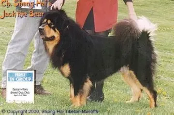 Ch Shang-Hai's Jack The Bear