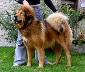 Chua-Jen Strazce Z Tibetu