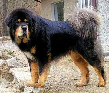 Drakyi Senge Sundari