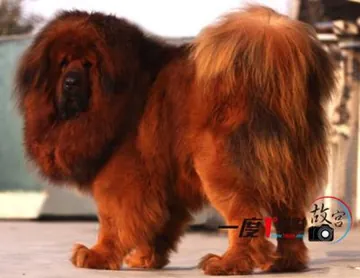Hei Jiang Of Yihjy Chu Kennel