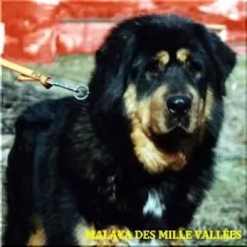 Malaya Des Mille Vallees