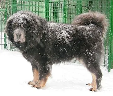 Margad Strazce Z Tibetu