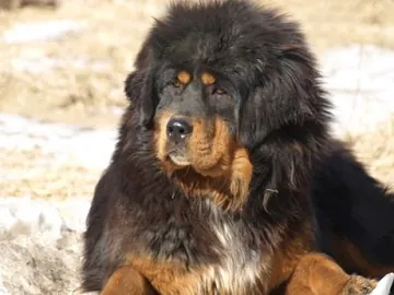 Nao Nao Of East Magic Kennel