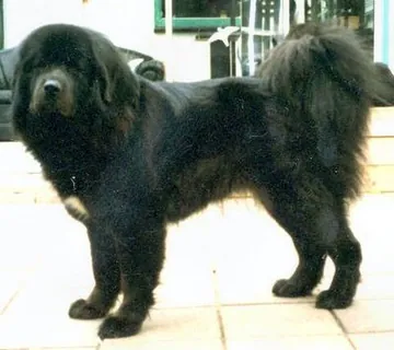 Soechavati Esthri V. Gangjong