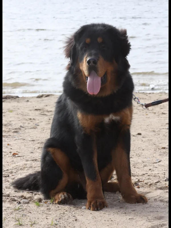 DALASSA BUTCH — 1