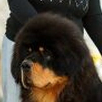 ANGEL TIBETA ASLAN