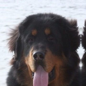 DALASSA BUTCH
